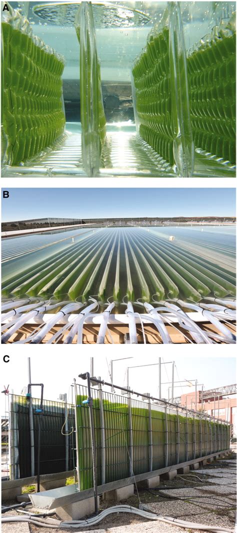 celine wijffels|An Outlook on Microalgal Biofuels .